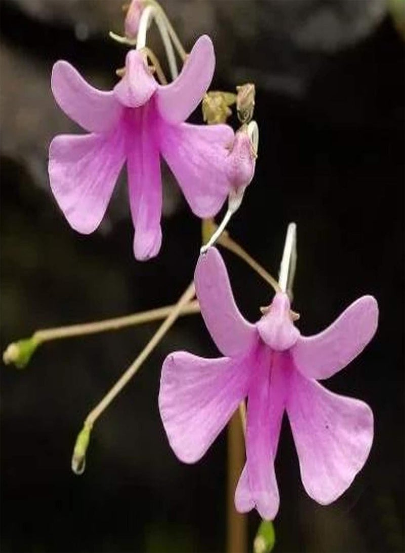 GGOOT Seeds 50Pcs/Bag Garden Seeds Good Harvest Non GMO Decorative Italian Man Orchid Flower Plant Seeds for Outdoor Garden Seeds for Outdoor - Image 2