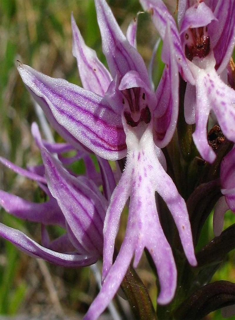 GGOOT Seeds 50Pcs/Bag Garden Seeds Good Harvest Non GMO Decorative Italian Man Orchid Flower Plant Seeds for Outdoor Garden Seeds for Outdoor - Image 3