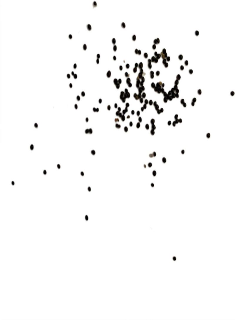 GGOOT Seeds 50Pcs/Bag Garden Seeds Good Harvest Non GMO Decorative Italian Man Orchid Flower Plant Seeds for Outdoor Garden Seeds for Outdoor - Image 5