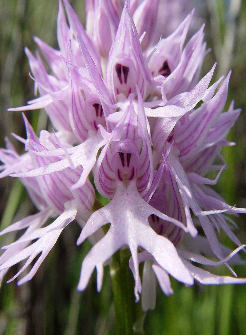 GGOOT Seeds 50Pcs/Bag Garden Seeds Good Harvest Non GMO Decorative Italian Man Orchid Flower Plant Seeds for Outdoor Garden Seeds for Outdoor - Image 4