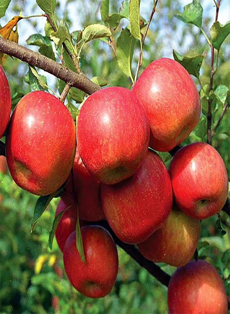 GGOOT 20 Premium Pink Lady Fuji Gala Apple Seeds, Tasty & High Yield, Non-GMO Heirloom Fruit Seeds to Plant Garden Outdoor, Attract Pollinators - Image 5