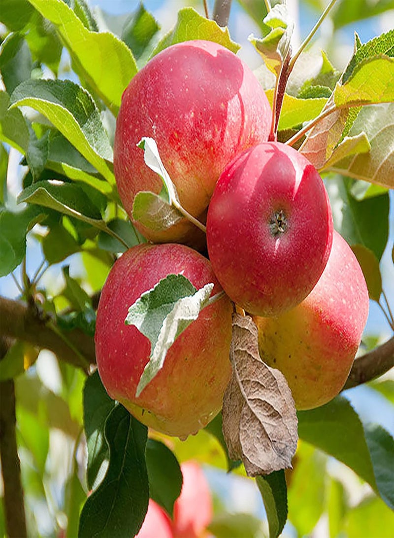 GGOOT 20 Premium Pink Lady Fuji Gala Apple Seeds, Tasty & High Yield, Non-GMO Heirloom Fruit Seeds to Plant Garden Outdoor, Attract Pollinators - Image 3