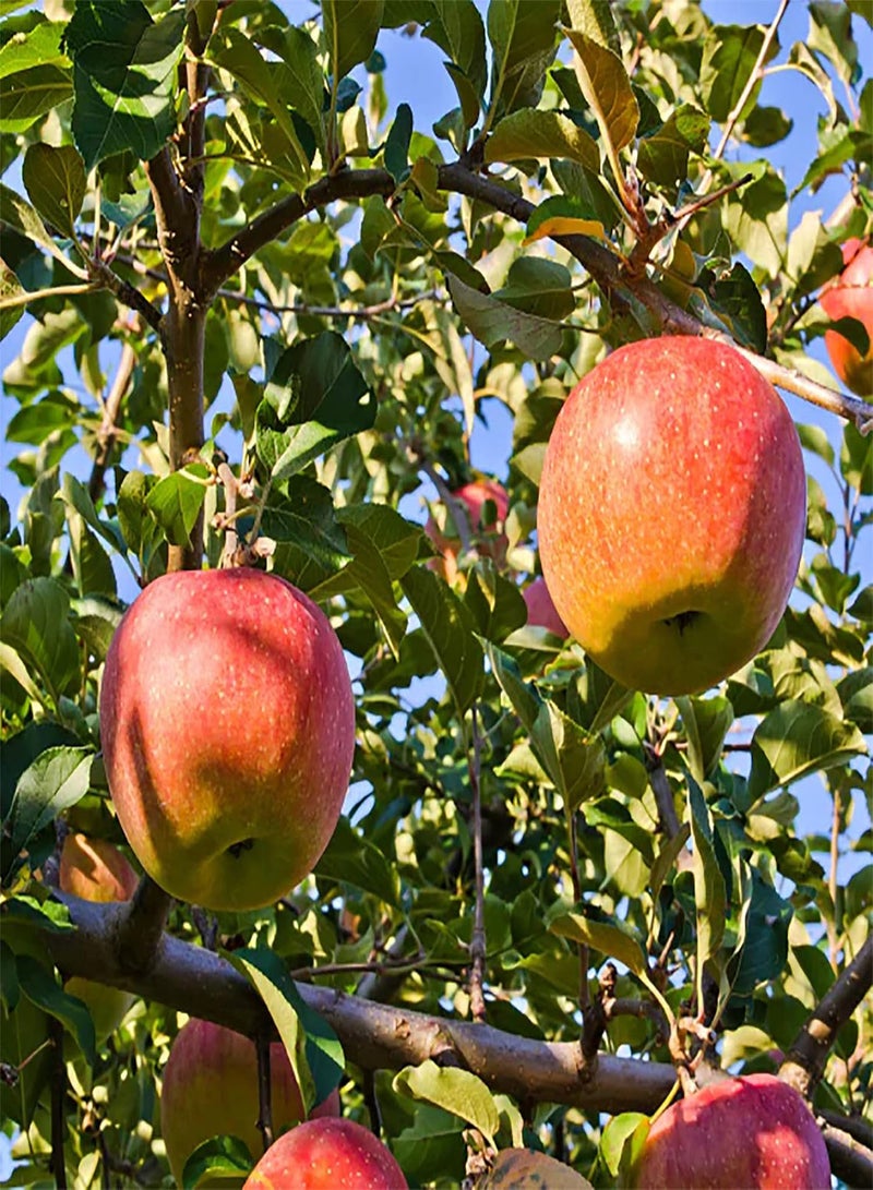 GGOOT 20 Premium Pink Lady Fuji Gala Apple Seeds, Tasty & High Yield, Non-GMO Heirloom Fruit Seeds to Plant Garden Outdoor, Attract Pollinators - Image 4