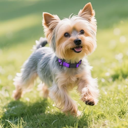 Joytale Reflective Dog Collar, Soft Neoprene Padded, Metal D-Ring, Nylon Pet Collar Adjustable for Puppy and Small Dogs, Purple, XS - Image 2