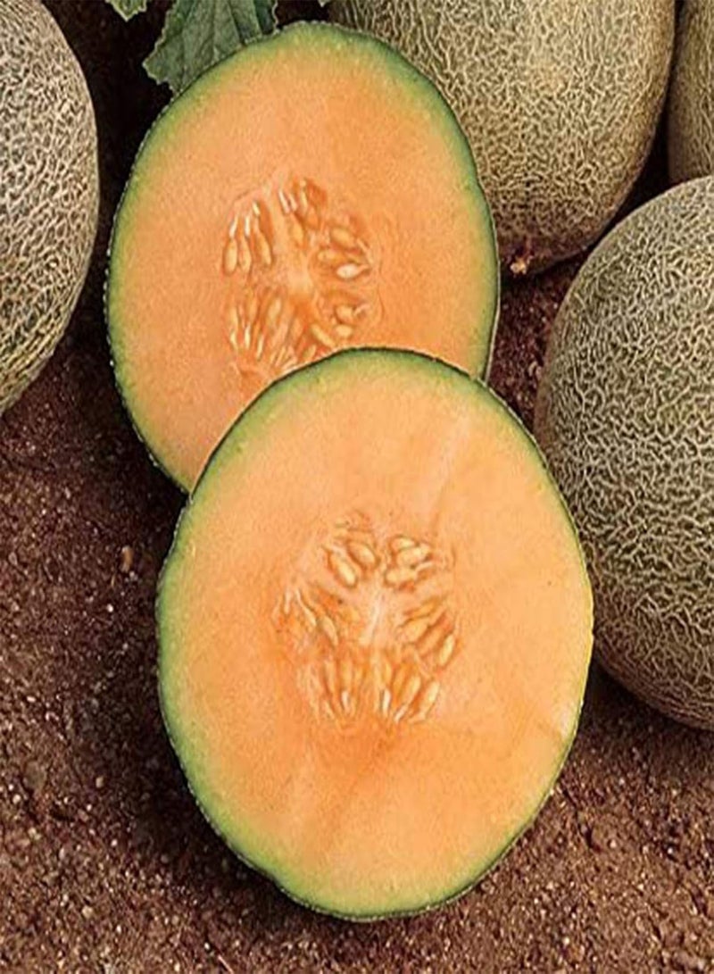 GGOOT 100Pcs/Bag Hami Melon Seeds Tasty DIY Delicious Cantaloupe Melons Sweet Fruit Seeds for Garden - Image 2