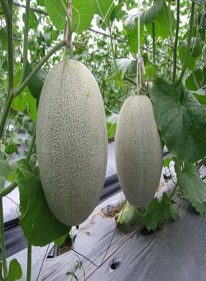 GGOOT 100Pcs/Bag Hami Melon Seeds Tasty DIY Delicious Cantaloupe Melons Sweet Fruit Seeds for Garden - Image 4