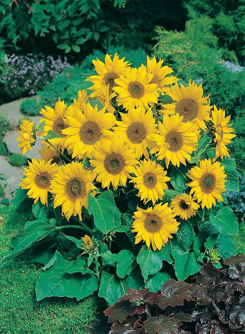 GGOOT 13518 Flower Seeds, Sunflower Little Leo, Yellow - Image 3
