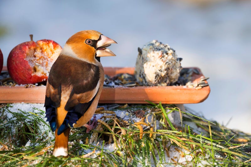 BIRDADDY Dried Black Soldier Fly Larvae, 100% Natural, Non-GMO, High-Protein Treats for Chickens, Layer Hens, Wild Birds, Ducks, 13.3 oz, Pack of 4 - Image 5