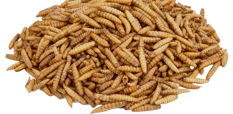 BIRDADDY Dried Black Soldier Fly Larvae, 100% Natural, Non-GMO, High-Protein Treats for Chickens, Layer Hens, Wild Birds, Ducks, 13.3 oz, Pack of 4 - Image 3