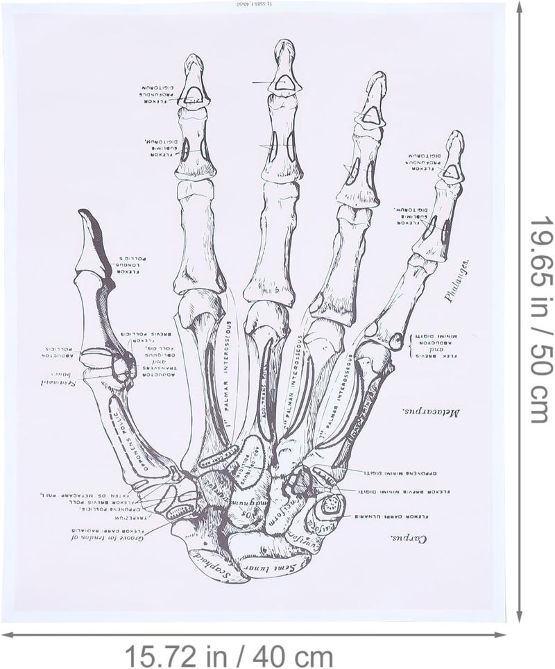 All season compatible build Garneck Human Anatomy Chart Wall Art 40x50cm Medical Organ Poster for Clinic Home Decor Educational Human Hand Anatomical Teaching Poster Indoor outdoor all-purpose fit - Image 2