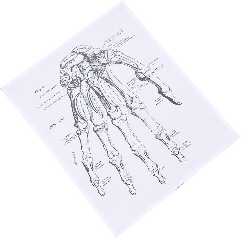 All season compatible build Garneck Human Anatomy Chart Wall Art 40x50cm Medical Organ Poster for Clinic Home Decor Educational Human Hand Anatomical Teaching Poster Indoor outdoor all-purpose fit - Image 1