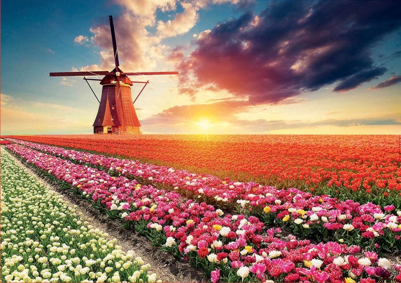 EDUCA - Tulips Landscape - 1500 Piece Jigsaw Puzzle - Puzzle Glue Included - Completed Image Measures 33.5" x 23.5" - Ages 14+ (18465) - Image 2