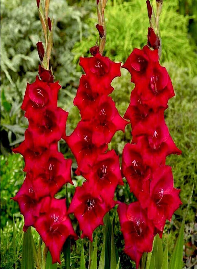 GGOOT 10pcs rode gladiolenbollen Mooie charmante geplant aan de rand Van de tuin Eenvoudige economie Breng gevoel Van prestatie Voeg EEN vleugje kleur Toe - Image 2