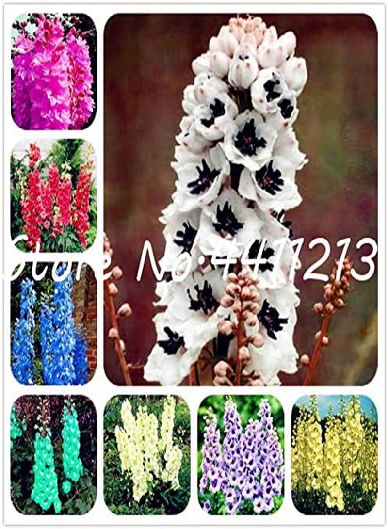 GGOOT Fresh 100 pcs Delphinium Flower Seeds for Planting Light Yellow - Image 2