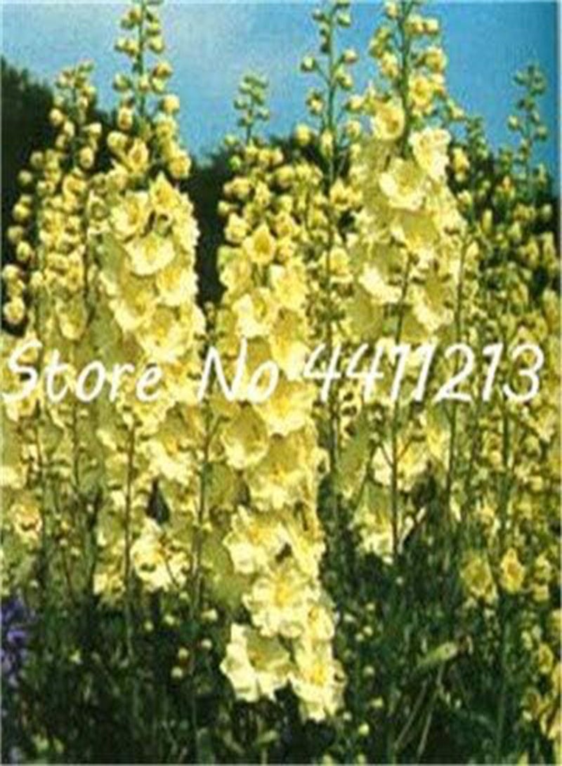 GGOOT Fresh 100 pcs Delphinium Flower Seeds for Planting Light Yellow - Image 1