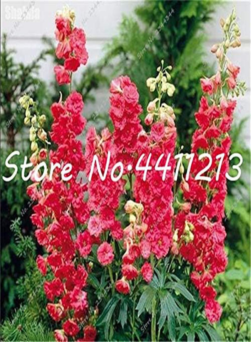 GGOOT Fresh 100 pcs Delphinium Flower Seeds for Planting Light Yellow - Image 3