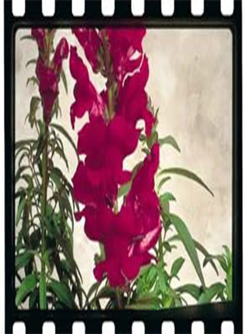 GGOOT Snapdragon Sonnet Burgundy 200 Seeds
