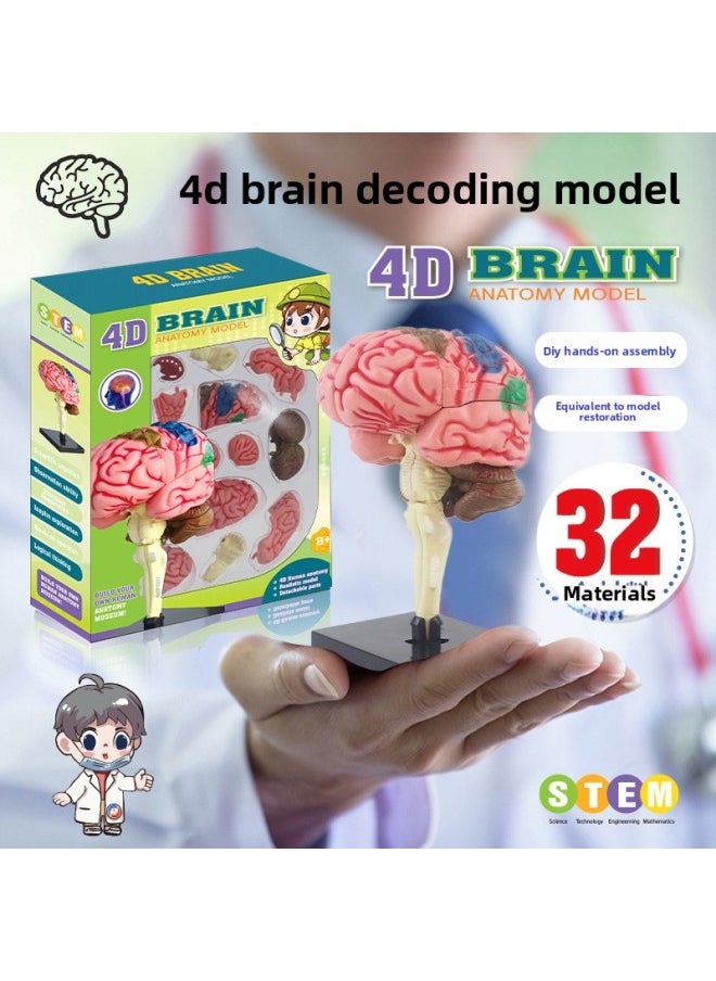 null - Human Brain Model Human Brain Nerve Brainstem Structure Teaching Appliance Cerebrovascular Distribution Brain Function DIY Toys-Color:Human Body Series [eye Ball Model] - Image 1