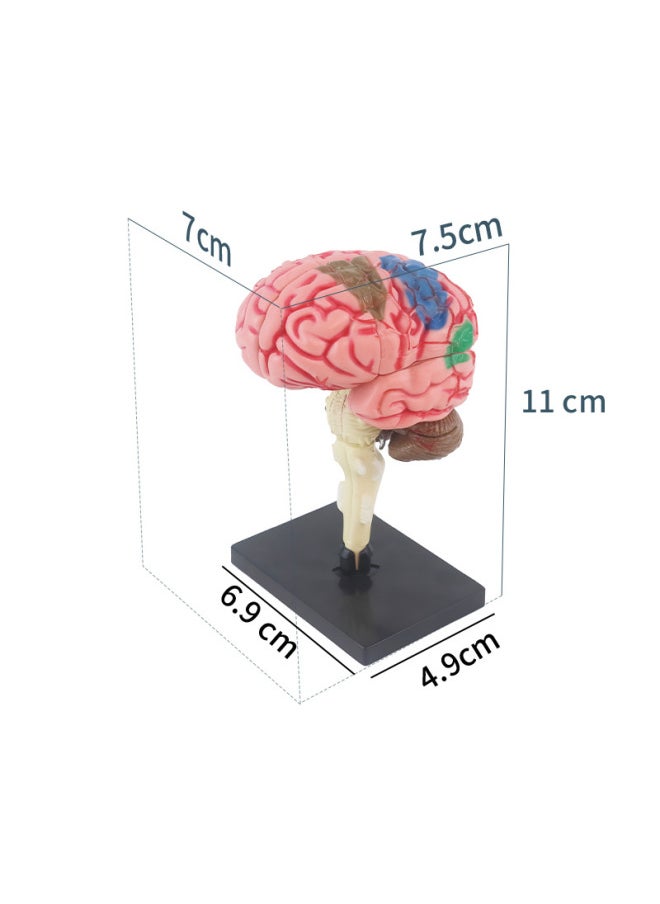 null - Human Brain Model Human Brain Nerve Brainstem Structure Teaching Appliance Cerebrovascular Distribution Brain Function DIY Toys-Color:Human Body Series [eye Ball Model] - Image 1