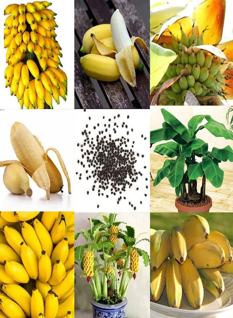 GGOOT Dwarf Banana Bonsai Fruit Seeds 100 Pcs