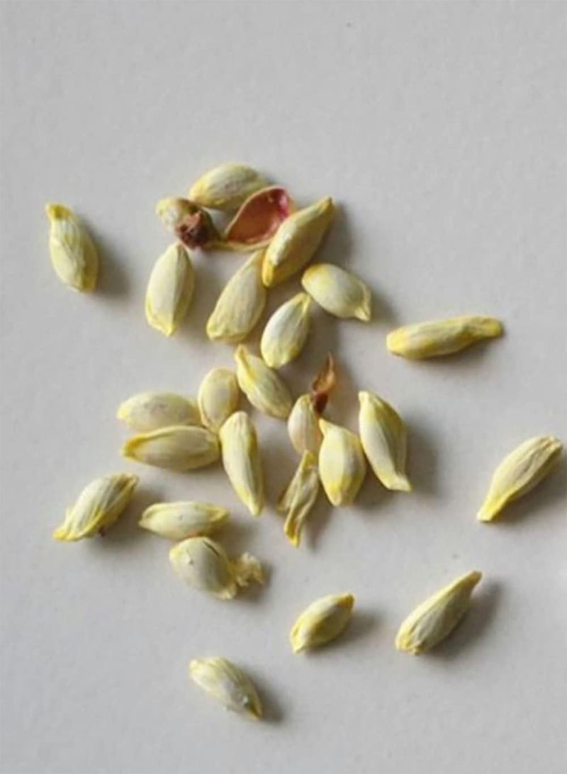 GGOOT 20Pcs Red Pomelo Citrus Maxima Grapefruit Jabong Shaddock Fruit Tree Plant Seeds for Planting Garden Yard Outdoor 1 One Size - Image 2