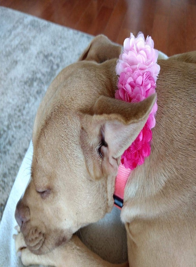PET SHOW 2" Valentines Small Dogs Flower Collar Accessories for Cat Puppies Rabbit Pigs Collars Bows Grooming Supplies Red Rose Hotpink Pink for Girls Pack of 4 - Image 5