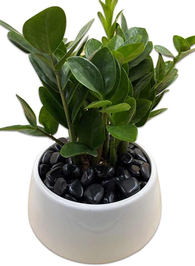 vsell24 2-4cm Black Decorative Pebbles River Rock Large Black Light Polished Stones For Glassware, Vases, Outdoor Graden, Lawn Aquariums  - Image 3