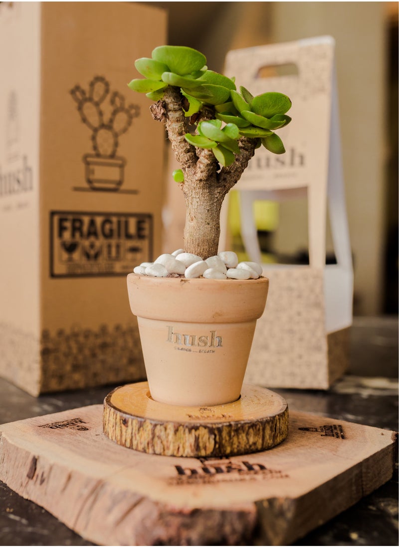 Hush - Natural plant - Image 1
