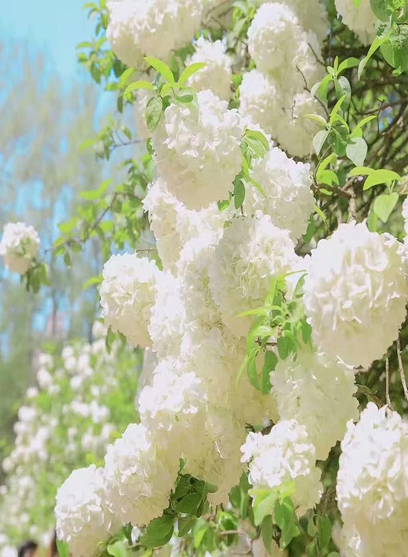 GGOOT 20pcs White Hydrangea Seeds Planted in Garden Strong Adaptability Colors Fresh Pleasant Exudes Charming Fragrance Loved by People - Image 1