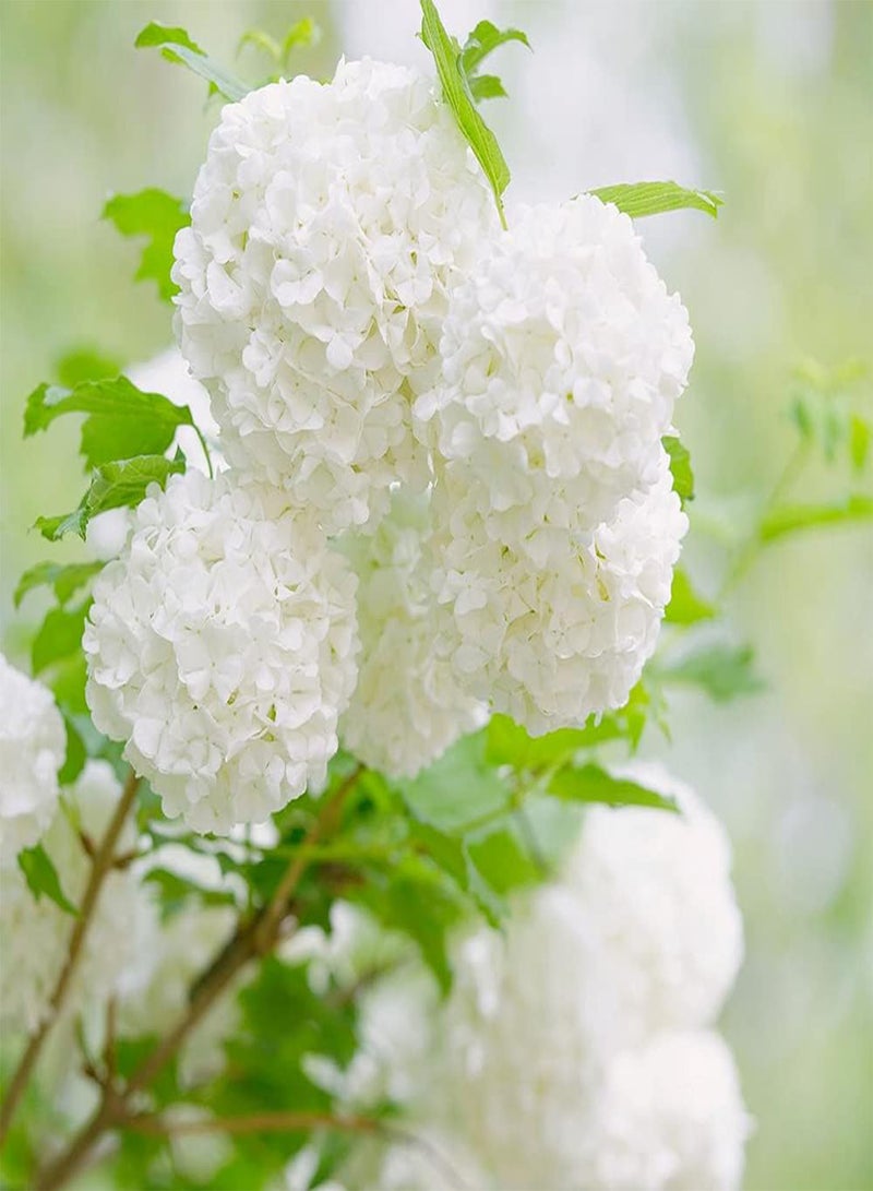 GGOOT 20pcs White Hydrangea Seeds Planted in Garden Strong Adaptability Colors Fresh Pleasant Exudes Charming Fragrance Loved by People - Image 3