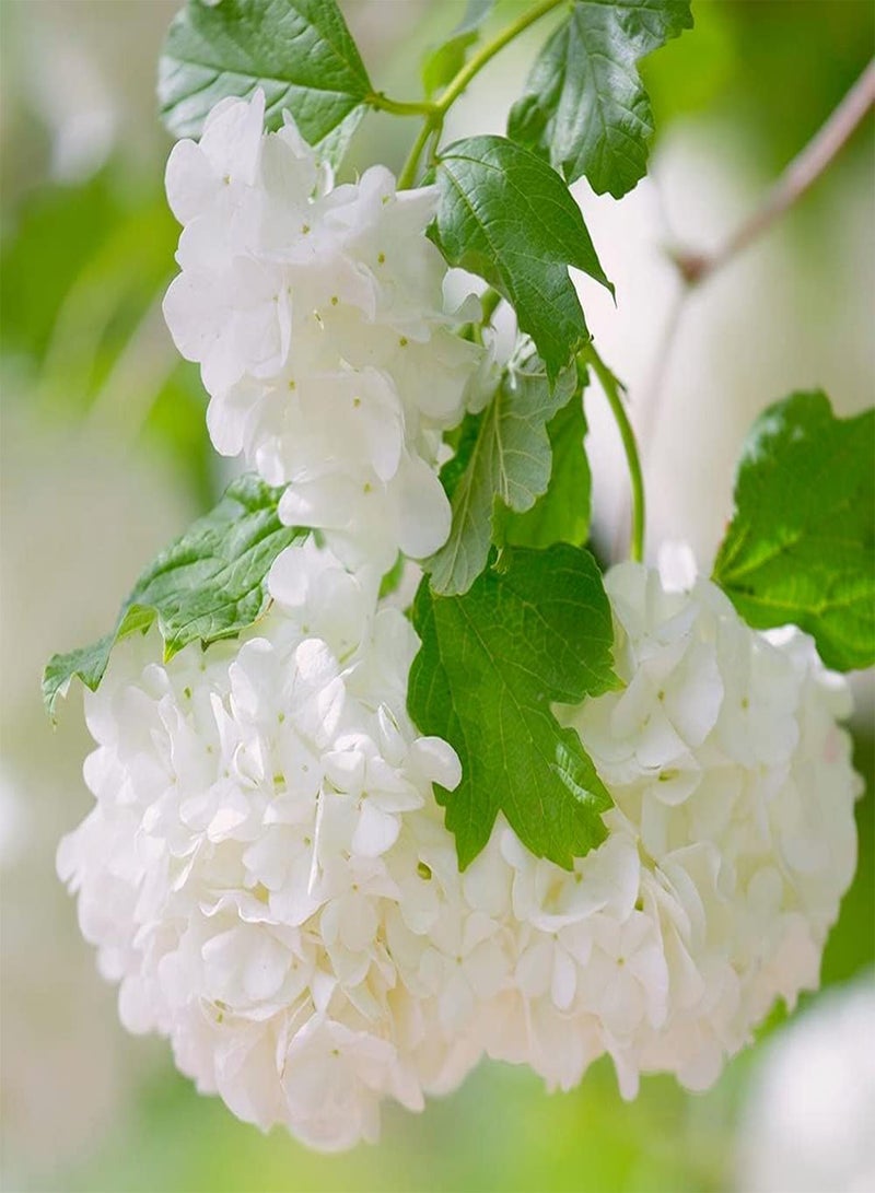 GGOOT 20pcs White Hydrangea Seeds Planted in Garden Strong Adaptability Colors Fresh Pleasant Exudes Charming Fragrance Loved by People - Image 2