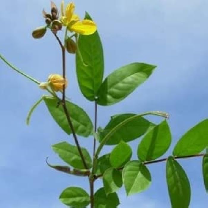 Jamaican Dandelion | Leaf, stem and roots | Organic Kidney/Liver Detox Tea - Image 2