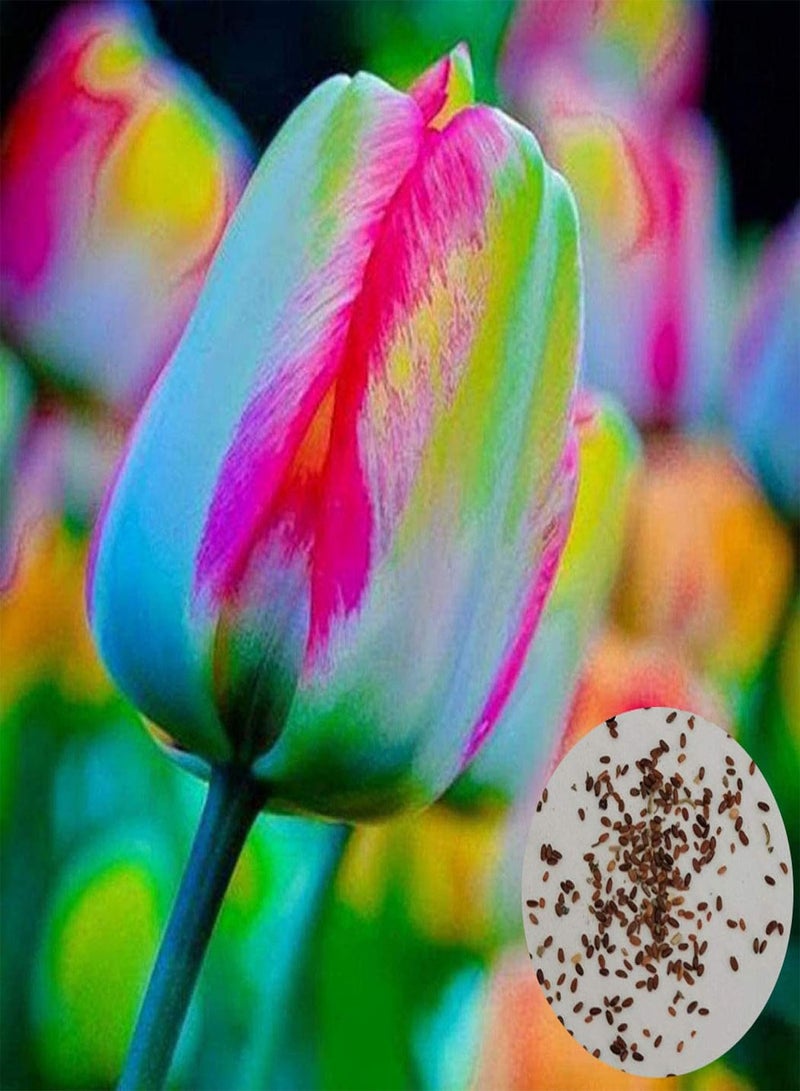 جي جوت 100 قطعة من بذور توليب للزراعة، حديقة شرفة بونساي في الهواء الطلق زهرة عطرية نبات معمر سهل الزراعة، البستنة، ديكور المنزل - بذور توليب - Image 1