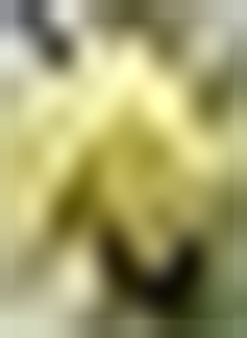 GGOOT 100pcs Pitaya Seeds Dragon Fruit Indoor Outdoor Planting Unique Shape Appearance Pleasing to The Eye Easy Care Essential Fruit in The Kitchen - Image 1