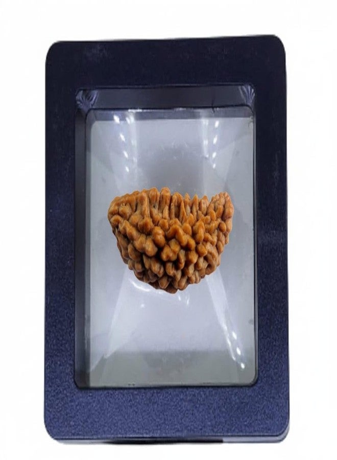 SAINTIMO ® 1 Mukhi Rudraksha Original Certified Nepali Beautiful Moon Kaju Shape Excellent One Face Rudraksha with SQ Lab Test Report Ekmukhi Rudraksh Rudraksha Beads - Image 1