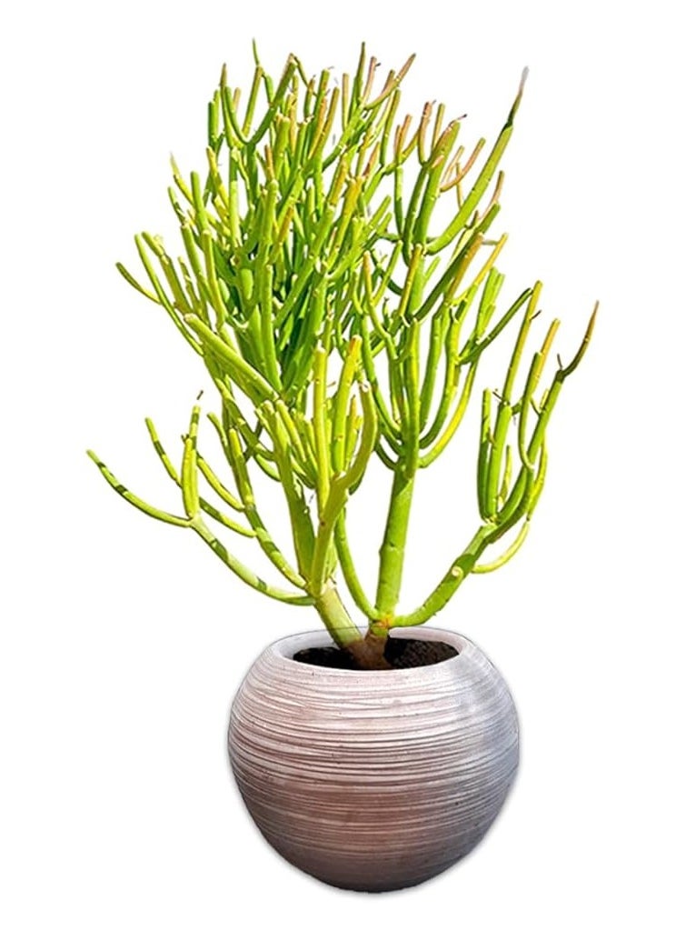 Mother of Laban Cactus with Pottery Chalet - Natural Plants - pzsku/Z1A73A4F7246C2FE36E0BZ/45/_/1732104014/ab3bd3c5-4236-4727-bdf6-e7a52b94b5bf