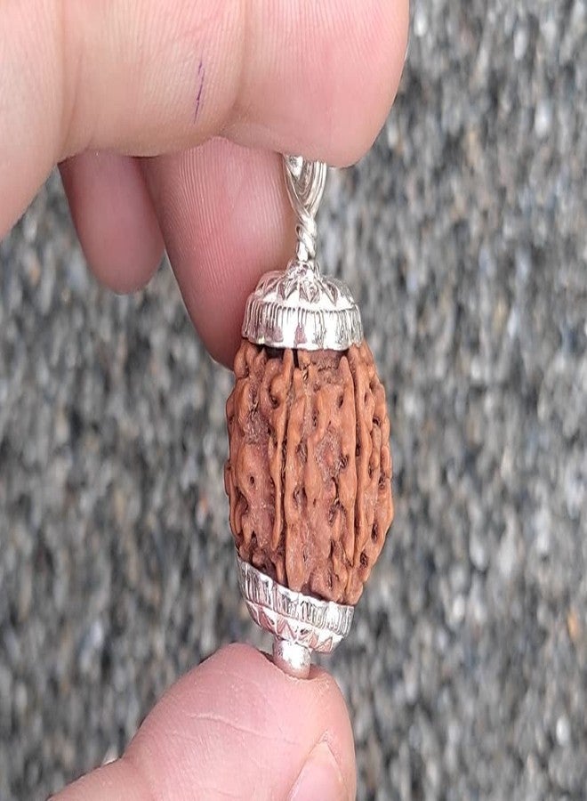 6 Mukhi Small Rudraksha أصلي معتمد 15 مم مع غطاء 6 وجه Rudraksha 6 मुकी रुत्राक्ष भगवान कार्तिकेय Ruthratsham لقلادة Rudraksha Mala ستة وجوه ستة موخي من الأحجار الكريمة المعتمدة - Image 2