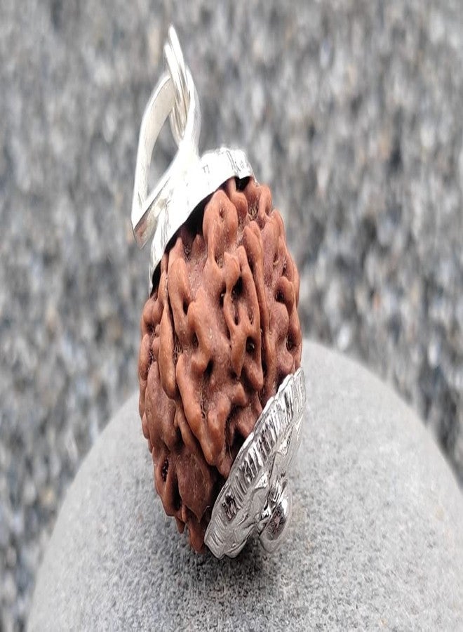 6 Mukhi Small Rudraksha أصلي معتمد 15 مم مع غطاء 6 وجه Rudraksha 6 मुकी रुत्राक्ष भगवान कार्तिकेय Ruthratsham لقلادة Rudraksha Mala ستة وجوه ستة موخي من الأحجار الكريمة المعتمدة - Image 1