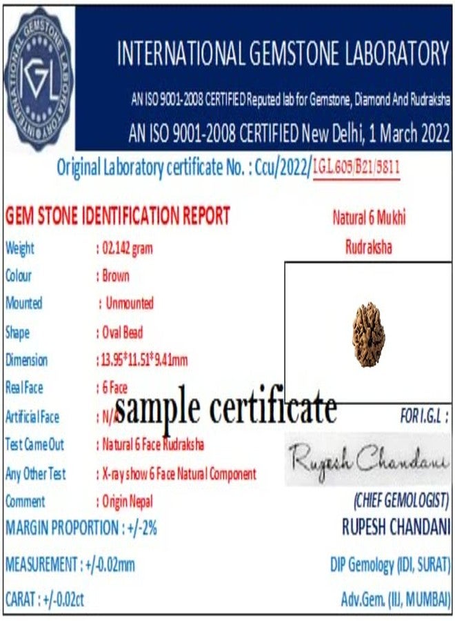 6 Mukhi Small Rudraksha أصلي معتمد 15 مم مع غطاء 6 وجه Rudraksha 6 मुकी रुत्राक्ष भगवान कार्तिकेय Ruthratsham لقلادة Rudraksha Mala ستة وجوه ستة موخي من الأحجار الكريمة المعتمدة - Image 4