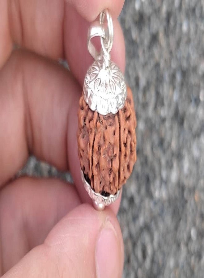 6 Mukhi Small Rudraksha أصلي معتمد 15 مم مع غطاء 6 وجه Rudraksha 6 मुकी रुत्राक्ष भगवान कार्तिकेय Ruthratsham لقلادة Rudraksha Mala ستة وجوه ستة موخي من الأحجار الكريمة المعتمدة - Image 3