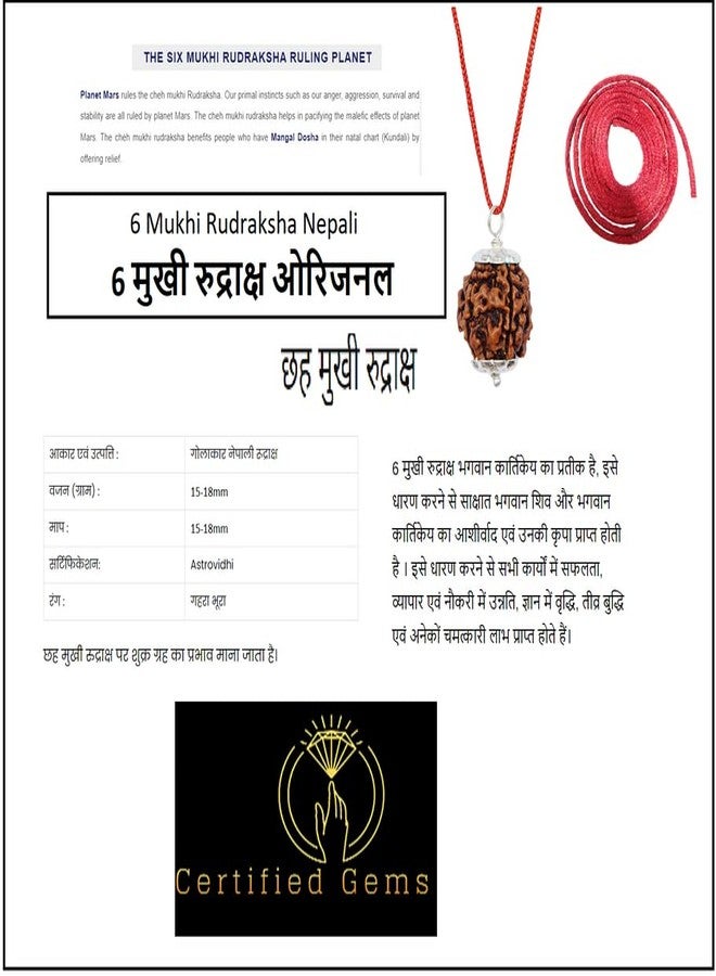 6 Mukhi Small Rudraksha أصلي معتمد 15 مم مع غطاء 6 وجه Rudraksha 6 मुकी रुत्राक्ष भगवान कार्तिकेय Ruthratsham لقلادة Rudraksha Mala ستة وجوه ستة موخي من الأحجار الكريمة المعتمدة - Image 5