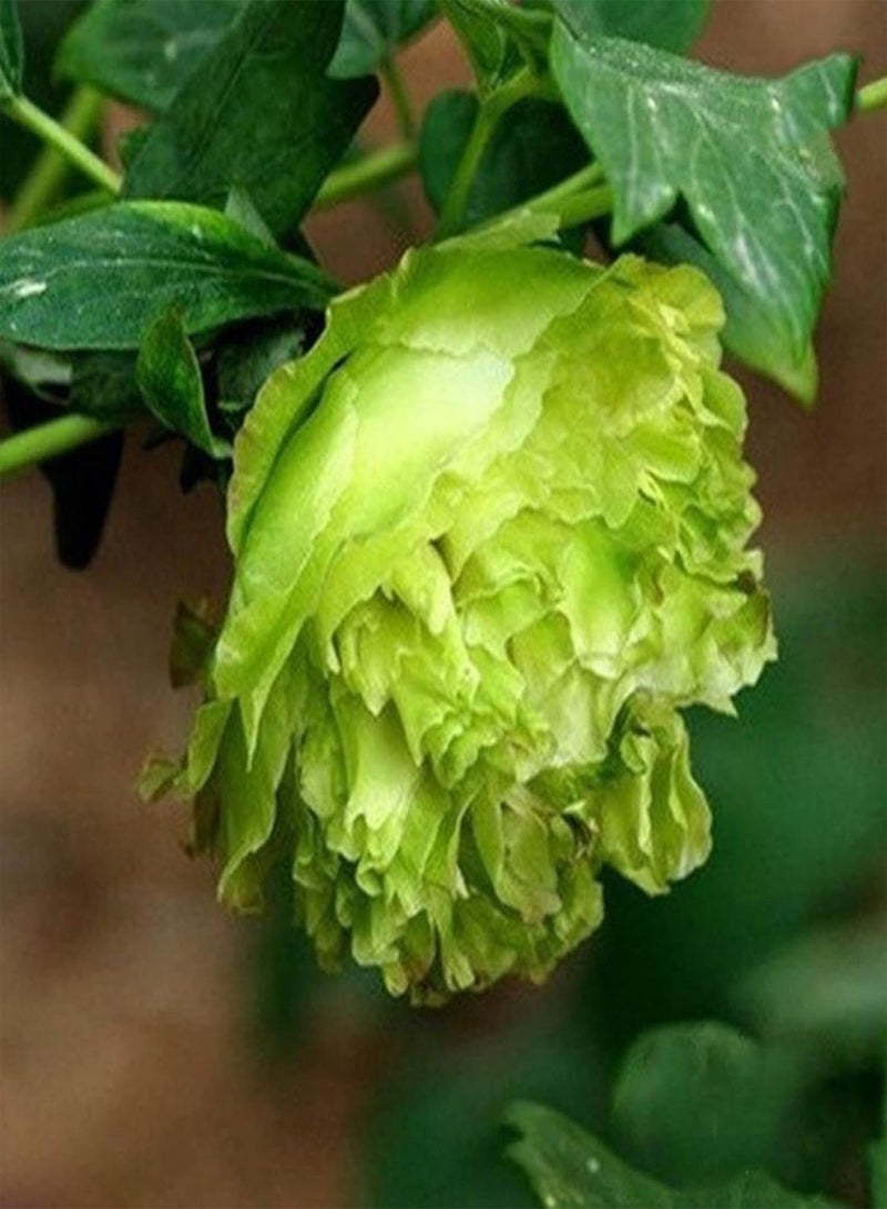 GGOOT 20Pcs Peony Seeds Sweet Easy to Plant Mixed Color Paeonia Suffruticosa Flower Tree Plant Seeds for Home Bonsai Seeds for - Image 2