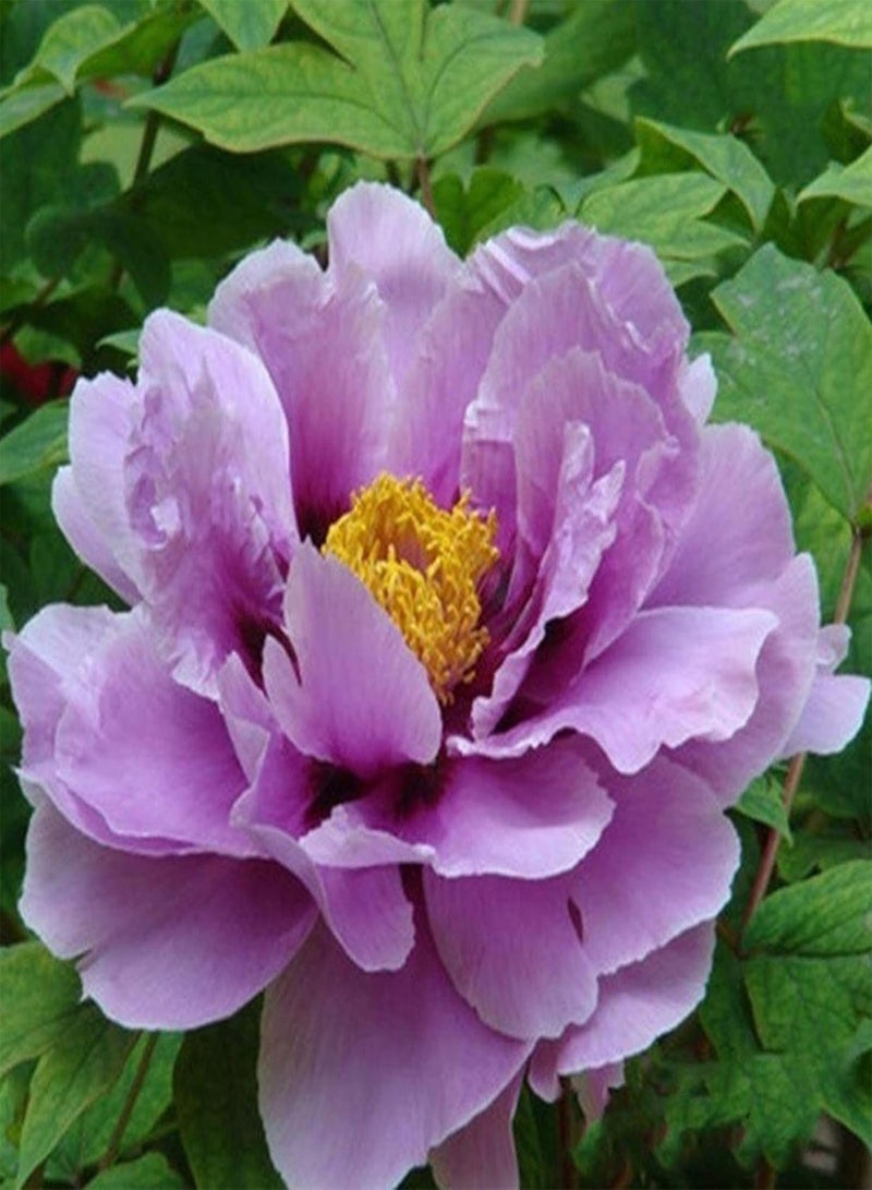 GGOOT 20Pcs Peony Seeds Sweet Easy to Plant Mixed Color Paeonia Suffruticosa Flower Tree Plant Seeds for Home Bonsai Seeds for - Image 1