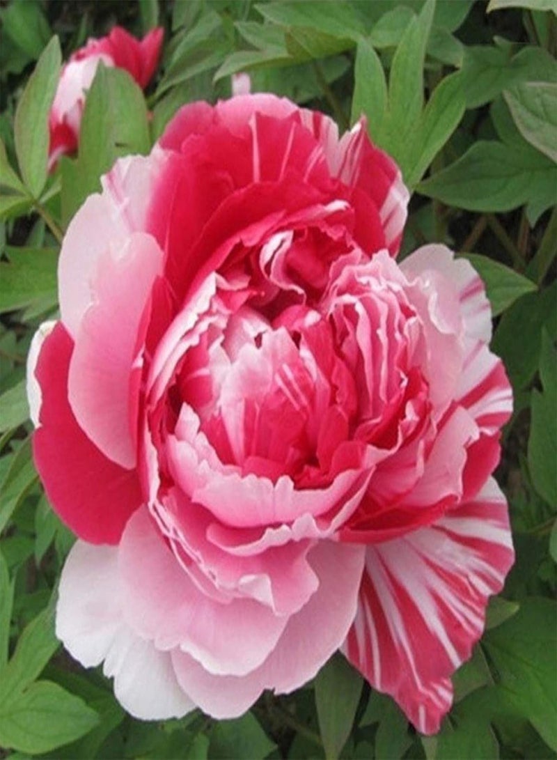GGOOT 20Pcs Peony Seeds Sweet Easy to Plant Mixed Color Paeonia Suffruticosa Flower Tree Plant Seeds for Home Bonsai Seeds for - Image 3