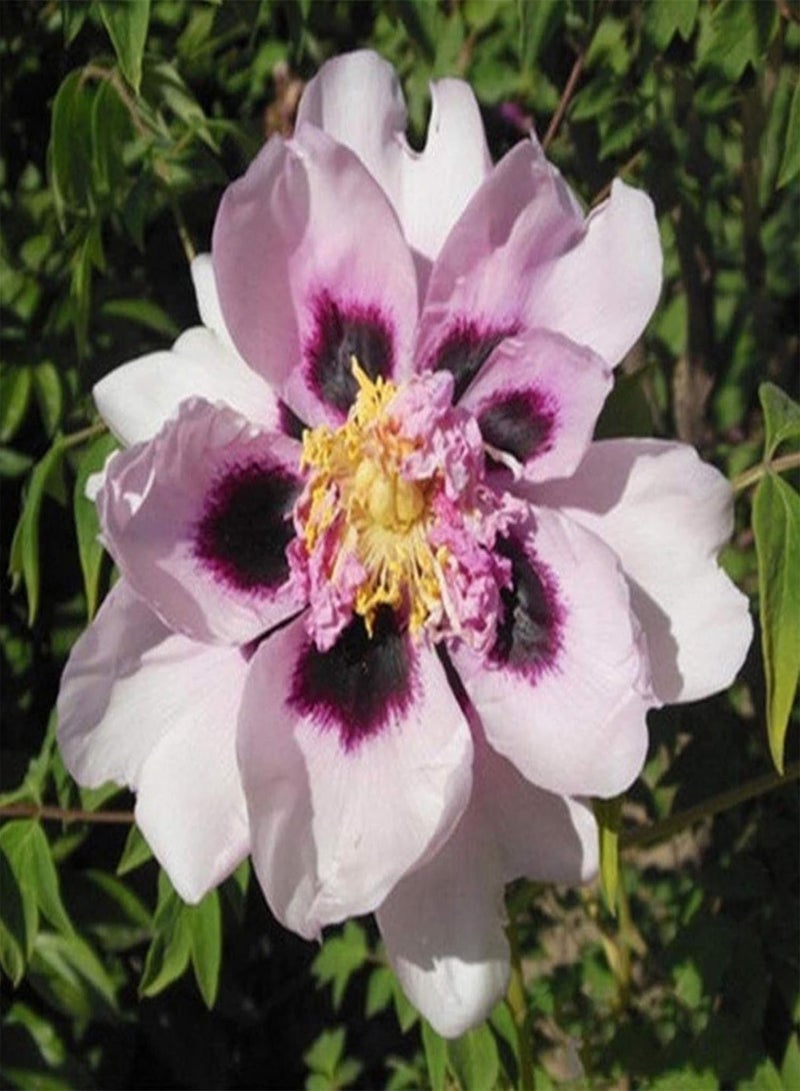 GGOOT 20Pcs Peony Seeds Sweet Easy to Plant Mixed Color Paeonia Suffruticosa Flower Tree Plant Seeds for Home Bonsai Seeds for - Image 4