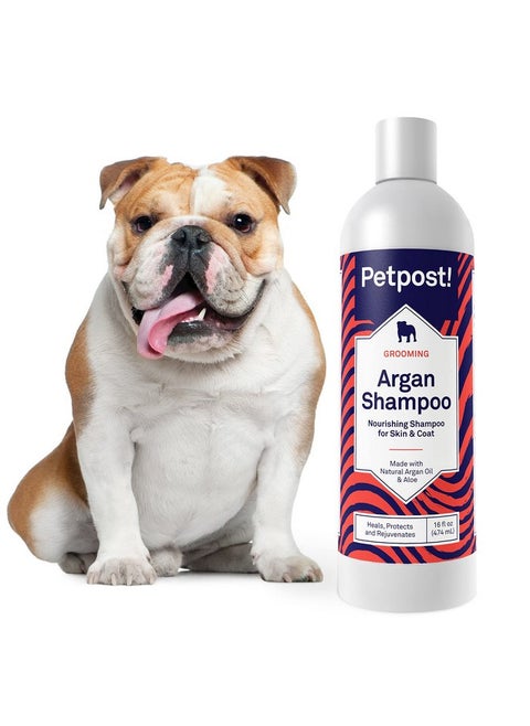 Petpost | Argan Shampoo for Dogs - Naturally Heals, Protects, & Rejuvenates Dog Dry Skin & Coat - Argan Oil and Aloe Formula 16 oz.