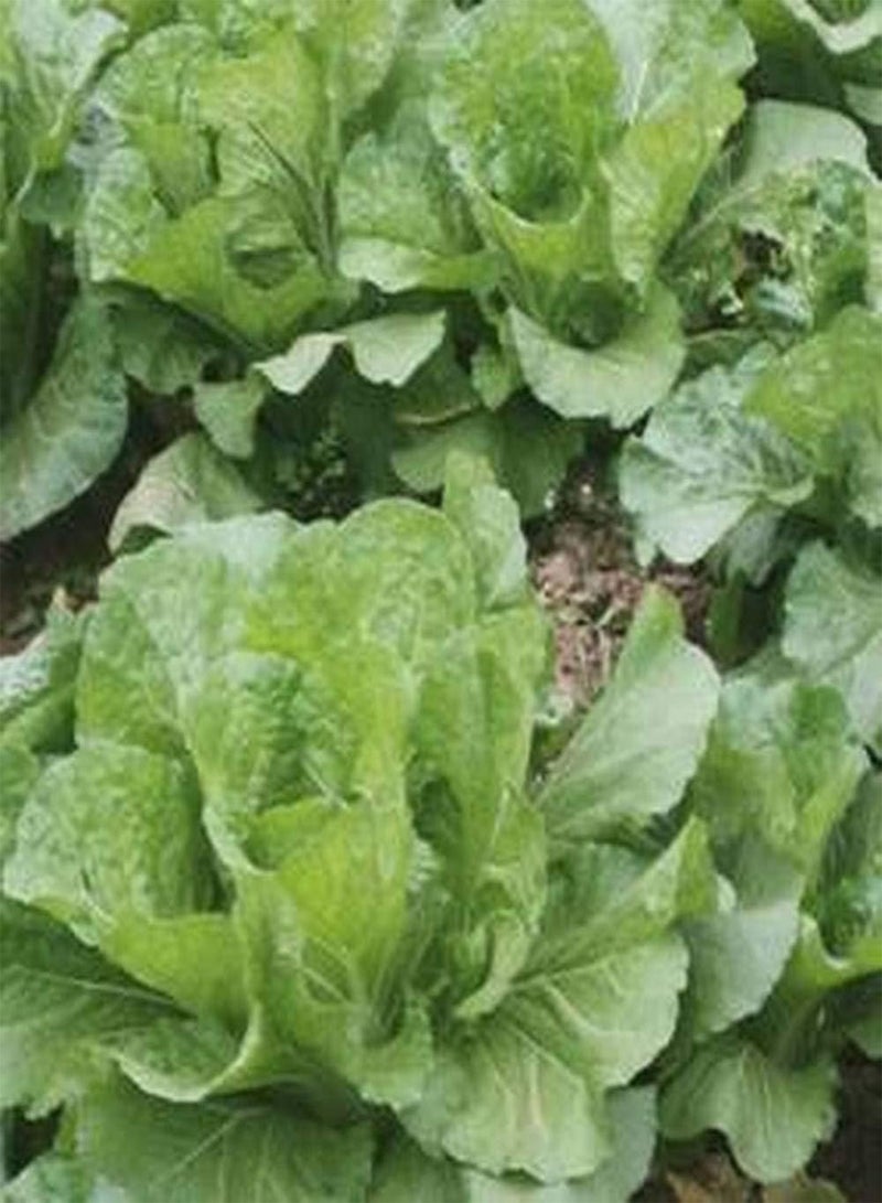GGOOT 100Pcs Lettuce Seeds Green Leaves Vegetable Fresh Juicy Crispy Annual Herb Seed for Garden Courtyard Outdoor Farm Yard Planting High Yield Crop - Image 2