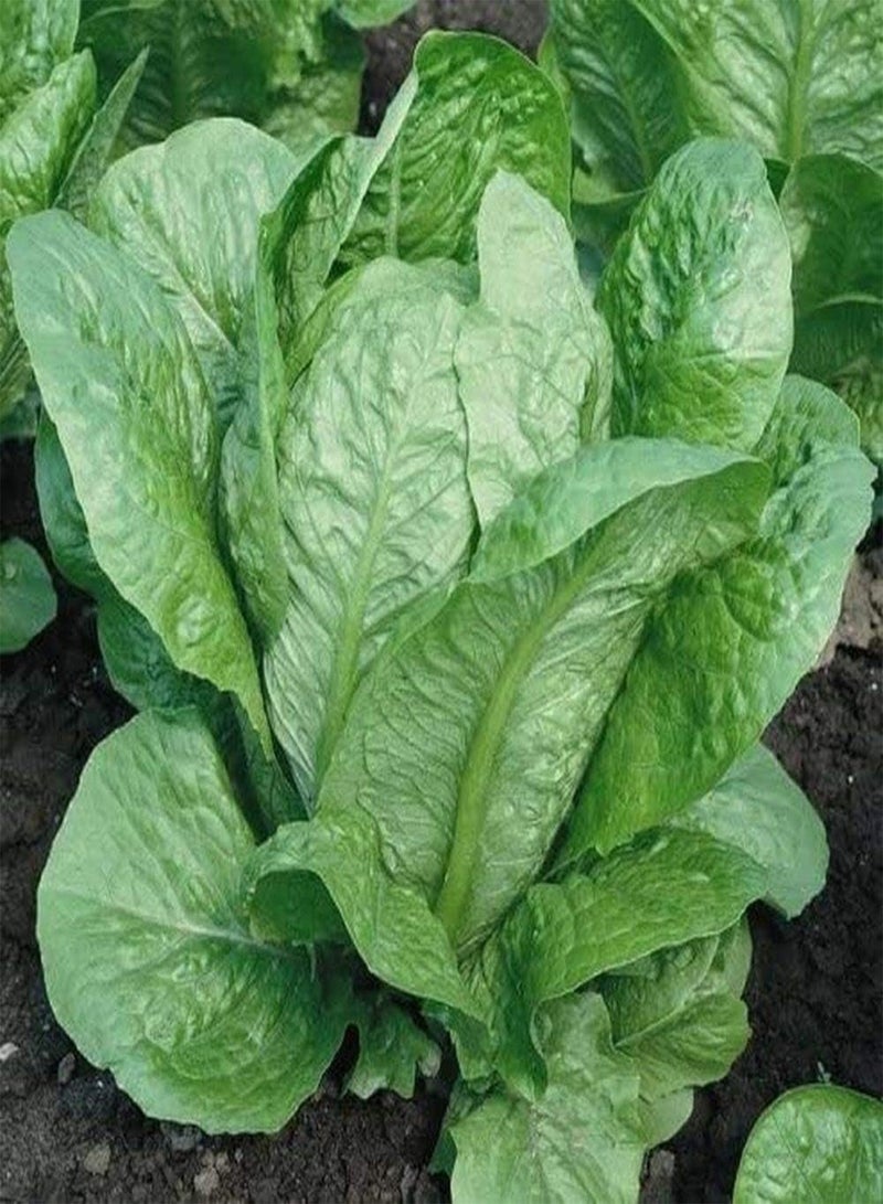 GGOOT 100Pcs Lettuce Seeds Green Leaves Vegetable Fresh Juicy Crispy Annual Herb Seed for Garden Courtyard Outdoor Farm Yard Planting High Yield Crop - Image 3