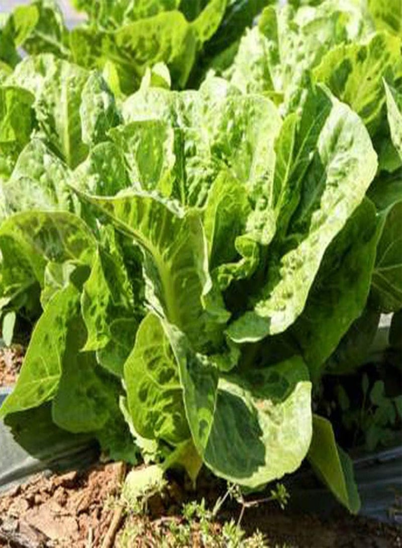 GGOOT 100Pcs Lettuce Seeds Green Leaves Vegetable Fresh Juicy Crispy Annual Herb Seed for Garden Courtyard Outdoor Farm Yard Planting High Yield Crop - Image 1