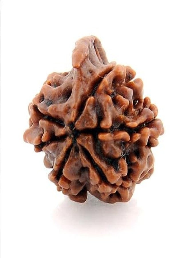 IRIS GEMS 6 mukhi ganesh rudraksha original lab tested with aaa+ rated quality for pendant bracelet genuine Chah mukhi rudraksh chhah mukhi rudraksha गणेश रुद्राक्ष छह मुखी रुद्राक्ष ओरिजिनल सर्टिफाइड - Image 2